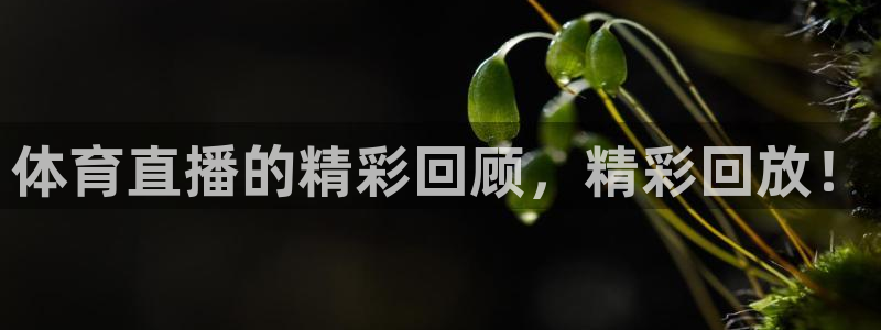 体育直播的精彩回顾，精彩回放！